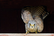 Kestrel ready to go Photograph by Torbjorn Swenelius
