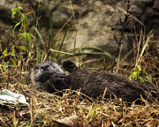 Kickin' Back Photograph by Michael Dougherty