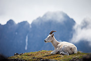 Mountain Prince Photograph by Tim Newton