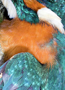 Kingfisher Feathers Photograph by Science Photo Library