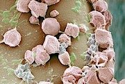 Kitchen Sponge Photograph by Science Photo Library