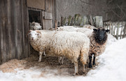 Knit One Purl Two Photograph by Robin-Lee Vieira