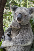 Koala Mother Cuddling Her Joey Australia Photograph by Suzi Eszterhas Koala Mother Cuddling Her Joey Australia Photograph by Suzi Eszterhas