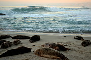 La Jolla Seals at Sunset Photograph by Christine Owens