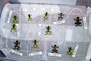Labelled Rainforest Frogs Photograph by Science Photo Library