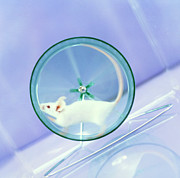 Laboratory Mouse Photograph by Science Photo Library