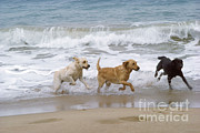 Labrador Dogs Running Photograph by Jean-Paul Ferrero