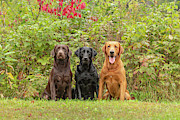 Labrador Retrievers Photograph by Linda Arndt