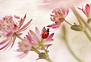 Ladybird And Pink Flowers Photograph by Ellen Van Deelen