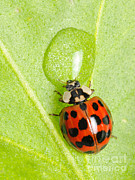 Ladybug Drinking Photograph by Scott Linstead