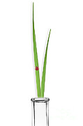 Ladybug Walking On Grass In Test Tube Photograph by Sigrid Gombert