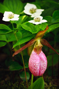 Ladys Slipper And Bunchberry Photograph by Jeff Sinon