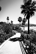 Laguna Beach Heisler Park in Black and White Photograph by Paul Velgos Laguna Beach Heisler Park in Black and White Photograph by Paul Velgos