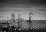 Lake Drummond Photograph by Pete Federico