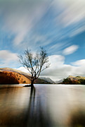Lake Tree Photograph by B Cash