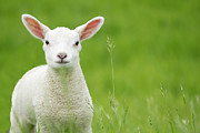 Lamb In A Meadow Photograph by Robas
