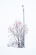 Lamp Post Photograph by Jakub Sisak
