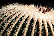 Large Cactus Ball Photograph by John Wadleigh Large Cactus Ball Photograph by John Wadleigh