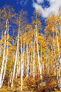 Late Aspens Photograph by Tracy Smith