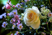 From Laurie's Garden Photograph by Rory Siegel