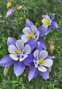 Lavender and White Star Flowers Digital Art by Mae Wertz