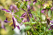 Lavender Columbine Photograph by Bonnie Bruno