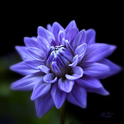 Lavender Dahlia Photograph by Julie Palencia