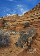 Layered Sandstone Photograph by David Davis Layered Sandstone Photograph by David Davis