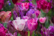 Layers of Tulips Photograph by Penny Lisowski