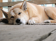 Lazin' On The Porch Photograph by Rory Siegel