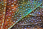 Leaf 9482 Photograph by Damon Clarke