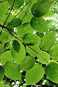 Leaf Pattern Of A Rainforest Tree Photograph by William Ervin / Science Photo Library