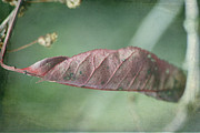 Leaf Photograph by Ron Roberts