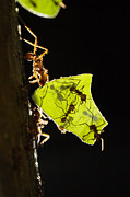 Leafcutter Ants Carrying Leaves Photograph by Konrad Wothe