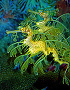 Leafy Sea Dragons Photograph by Donna Proctor