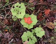 Leaves Photograph by R B Harper