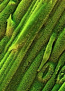 Lemon Grass Leaf Photograph by Science Photo Library
