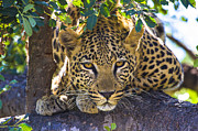 Leopard in Tree Photograph by Jennifer Ludlum