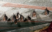 Lesser Horseshoe Bats Roosting Photograph by Science Photo Library