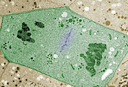 Lettuce Root Tip Cell Photograph by Science Photo Library