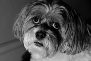 Lhasa Puppy Cut Photograph by Arthur Fix