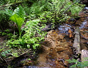 Life by the Creek Photograph by Ben Upham III