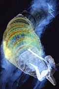 Life Cycle Digital Art by Lisa Yount