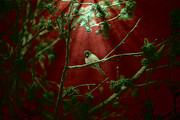 Life is a Song Photograph by Bonnie Bruno