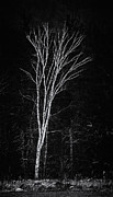 Life's A Birch No.2 Photograph by Mark Myhaver