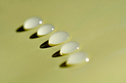 Light - Droplets - Shadows Photograph by Kaye Menner