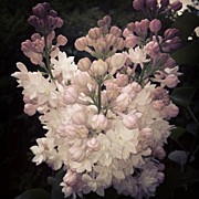 Lilacs Are Blooming Photograph by Christy Beckwith