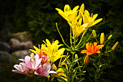 Lilies of the Garden Photograph by Christi Kraft