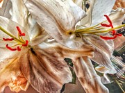 Lilies Digital Art by Olivier Calas