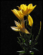 Lily Light Photograph by Suzy Piatt